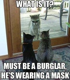 two cats looking at each other in front of a door with the caption what is it? must be a burglar, he's wearing a mask