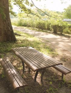 two wooden benches sitting next to a tree