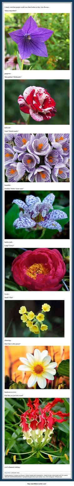 four different images of water lilies with the same color and size in each image