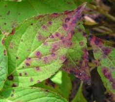 the leaves have brown spots on them and green leaves with black spots are in the foreground