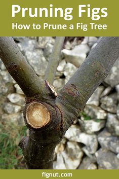 the trunk of a tree that has been pruning with text overlay reading pruning figs how to prune a fig tree