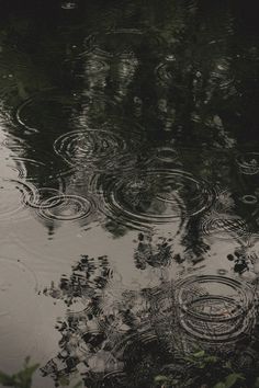 raindrops floating on the surface of a pond with trees reflected in it's water