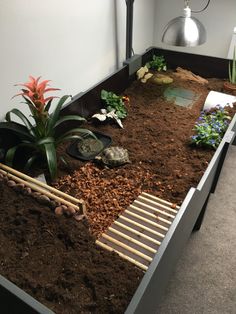 an indoor garden with plants and rocks in the ground, including succulents