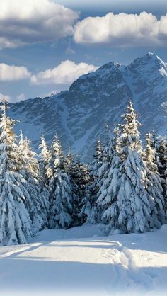 snow covered pine trees in the foreground and mountains in the background with clouds in the sky