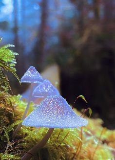 two blue mushrooms sitting on top of green moss covered ground in front of some trees