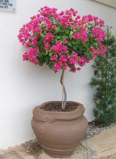 a potted plant with pink flowers sitting on the ground in front of a white wall