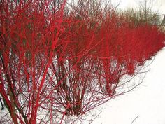 some red bushes in the snow and one is standing out from the other side with no leaves on it