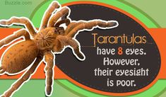 the tarantulas have 8 eyes, hover, their eyeight is poor