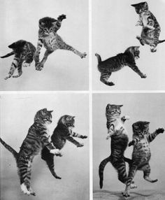 four pictures of cats jumping in the air with caption that reads, zumba kittens like it too