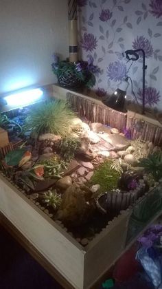 an indoor garden with plants and rocks in the center is lit up by a lamp