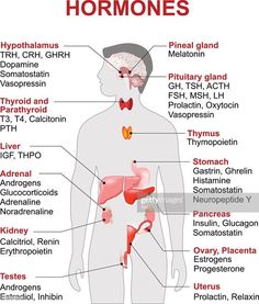 How many body parts release hormones? What hormone does the pineal gland provide?-TS Endocrine System Hormones, Endocrine System Nursing, Nursing School Prerequisites, Pituitary Gland, Best Nursing Schools, Nursing Programs, Endocrine System, Nursing Study, Nursing Notes