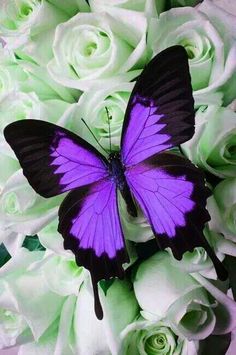 a blue butterfly sitting on top of white roses