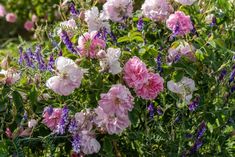 pink and white flowers are growing in the garden