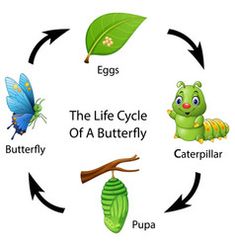 the life cycle of a butterfly on a white background with butterflies and caterpillars