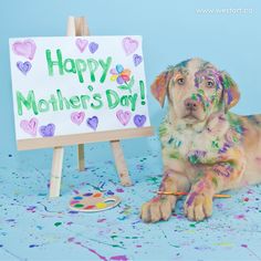 a dog sitting next to a sign that says happy mother's day