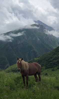 a brown horse standing on top of a lush green hillside