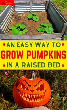 an easy way to grow pumpkins in a raised bed with text overlay that reads, an easy way to grow pumpkins in a raised bed