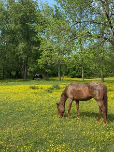 a horse grazes in the middle of a field with yellow wildflowers and trees