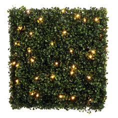 a square boxwood hedge with lights on it's sides and green leaves in the middle