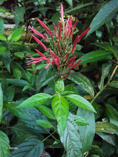 red flowers and green leaves in the jungle