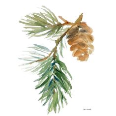 Pine Branch and Cone Poster Print by Lanie Loreth-VARPDX12813 Image 1 Watercolor Pine Needles, Pine Branch Illustration, Watercolor Pine Branch, Pine Cone Watercolor, Pine Cone Painting, Watercolor Pinecone, Pine Tree Watercolor, Watercolor Christmas Art, Watercolor Christmas Trees