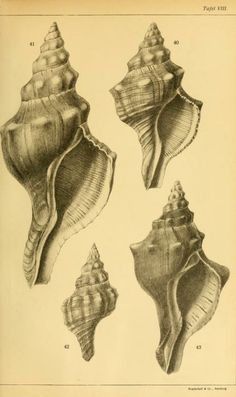 four seashells are shown in black and white