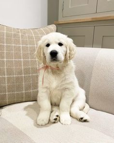 a white dog sitting on top of a couch