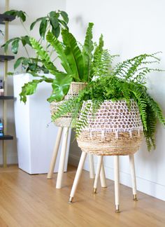 some plants are sitting on stools in front of a white wall and wooden floor