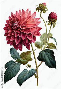 an illustration of a pink flower with green leaves