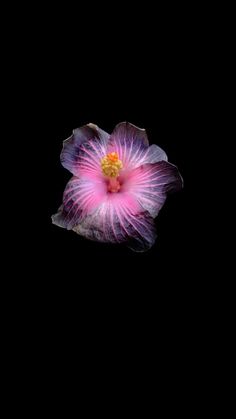 a purple flower with yellow stamen in the center on a black background, taken from below