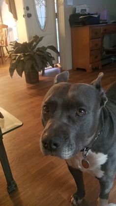 a dog is standing in the middle of a living room with hardwood floors and furniture