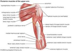 the muscles are labeled in this diagram