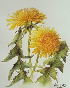 a drawing of two yellow flowers on a white background