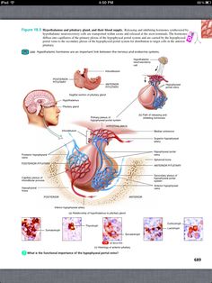 an image of the human body and its structures on a computer screen, with text below it