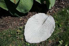 a white frisbee laying on the ground next to some plants