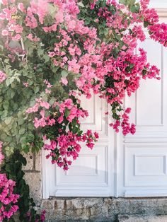 pink flowers growing on the side of a white door