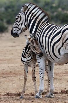 an adult and baby zebra standing next to each other