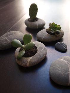 three rocks with plants in them sitting on a table