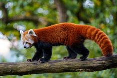 a red panda standing on top of a tree branch