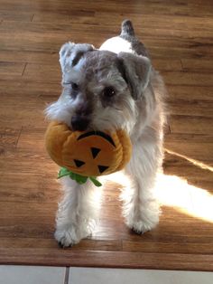 a small white dog holding a pumpkin in its mouth