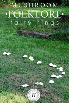 mushrooms are scattered on the grass in front of a wooden bench and some trees with text overlay that reads mushroom folklore fairy rings