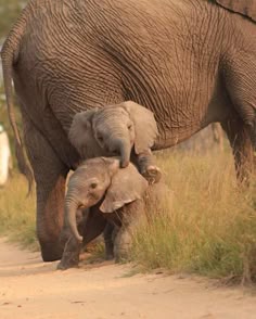 an adult elephant standing next to a baby elephant on a dirt road with grass and trees in the background