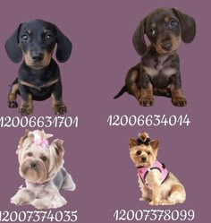 four different types of dogs sitting in front of a purple background with the names of their puppies