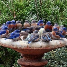 a flock of birds sitting on top of a bird bath