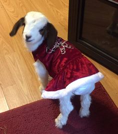 a small dog dressed up in a red dress