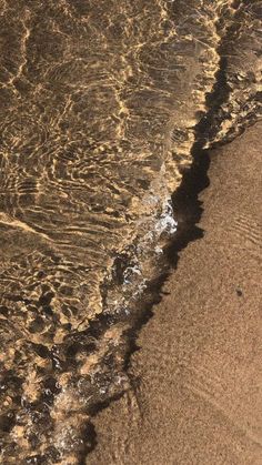 an animal is walking along the beach near the water