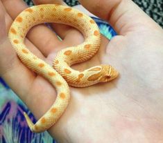 a yellow and orange snake is on someone's hand