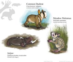 four different types of animals that are on the same page, including an armadia and