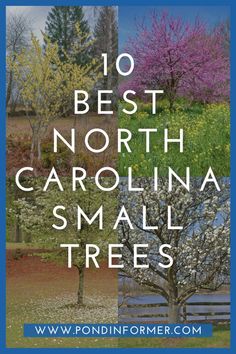 the words 10 best north carolina small trees