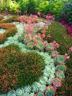 an arrangement of succulents and plants in the shape of a flower garden